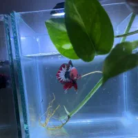 فروش انواع نژاد فایتر و غذا های هیکاری