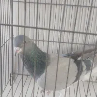 نرخرقه|پرنده|شاهین‌شهر, گزبرخوار|دیوار