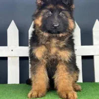 فروش سگ ژرمن شپرد شولاین محافظ