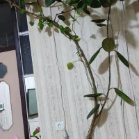 گل گوش فیل سرحال و زیبا