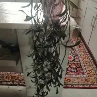 گل برگ بیدی بلند وروان ومواج