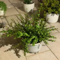 گل کراسولای خرفه ای پرحجم