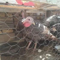 فروش بوقلمون