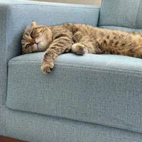 جفت گیری گربه نر|گربه|پرند, فاز ۴|دیوار