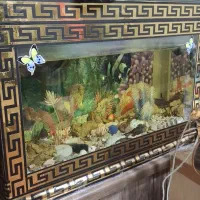 یک عدد اکواریوم