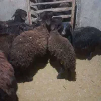 ۹تا گوسفند بره ماده