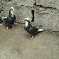 کبوترجفت عرب