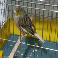 قناری نر پرستار شلاقی