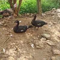 فروش چند عدد اردک اسرائیلی|حیوانات مزرعه|پایین هولار, |دیوار