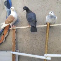 کفتر آلمانی و ساده