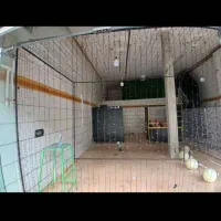 اجاره مغازه در شریف اباد|اجارهٔ مغازه و غرفه|محمدیه-قزوین, |دیوار