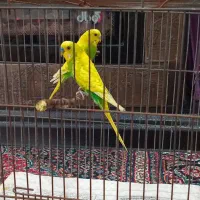 فروش مرغ عشق