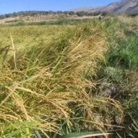 برنج کامفیروزی اصل به شرط پخت