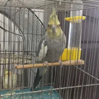 عروس هلندی|پرنده|جوانرود, |دیوار