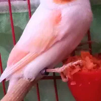 قناری نر|پرنده|سیرجان, |دیوار