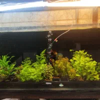 انواع گیاه آکواریوم پلنت بصورت گلدانی شارژ گردید