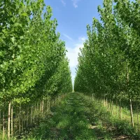 قلمه تبریزی  گزینه‌ای مطمئن برای کشت چوب