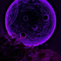 دکوراتیو|صنایع دستی و سایر لوازم تزئینی|رشت, توشیبا|دیوار