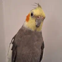 عروس هلندی|پرنده|کامیاران, |دیوار