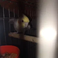 عروس هلندی ،فنچ|پرنده|ماهدشت, |دیوار