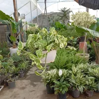 گلخانه ای بهشت گل پتوس مرمر و ارتشی|گل و گیاه طبیعی|سنندج, |دیوار
