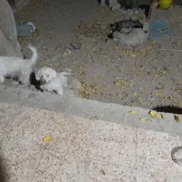 واگذار دوتا سگ پاپی ماده یکیشون بار داره|سگ|داران, |دیوار