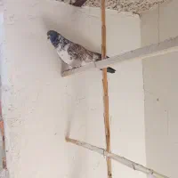 فروش دو عدد کبوتر پرشی|پرنده|مهدی شهر, |دیوار