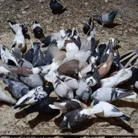 600|پرنده|مشهد, تبادکان|دیوار