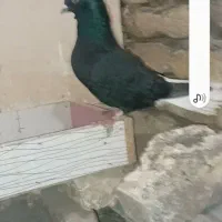 سلام نروماده بشرط