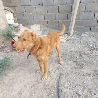 سگ سراب|سگ|زابل, |دیوار