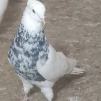 پرنده طوطی کبوتر