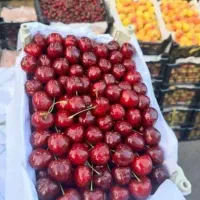 نهال گیلاس تک دانه خوشه ای