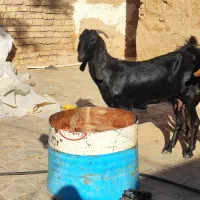 بز پاکستانی ماده