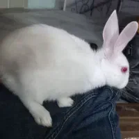 خرگوش سفید
