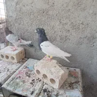 کفتر کله