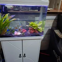 اکواریوم شیشه خم ۶۰ سانتی|ماهی|گلپایگان, |دیوار