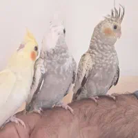 مرغ عشق عروس کوتوله فنچ