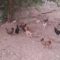 خروس کردی ومرغ وتخم مرغ