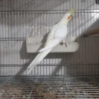 پرنده سرای ارسام|پرنده|نظرآباد, صالح آباد|دیوار