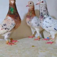 کبوتر سار ماده ۳ تا