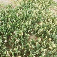 اسفناج علا تازه با قیمت مناسب