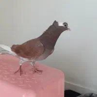 کفتر نر|پرنده|کوهدشت, |دیوار