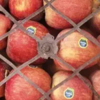 سیب آذربایجان  درجه یک