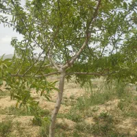 باغ با فنس و کانکس|فروش زمین و ملک کلنگی|عسگران, |دیوار