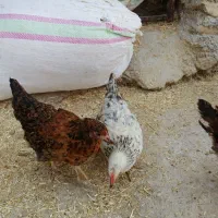 چند عدد باری و مرغ و خروس