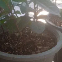 نهال یک ساله « چای »گلدانی|گل و گیاه طبیعی|املش, |دیوار