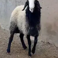 دامپروری وگله داری ۱۰۰۰راسی