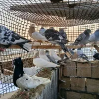 کفتر بوم پرشی|پرنده|مشهد, نوید|دیوار