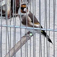 سره نر وماده