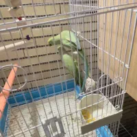 جفت طوطی ملنگو و گرینچیک|پرنده|زرند, |دیوار